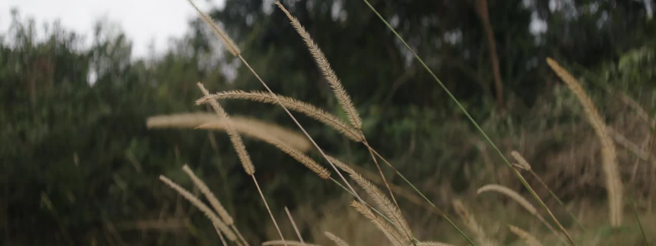 Grasses turning brown with some trees in a distance