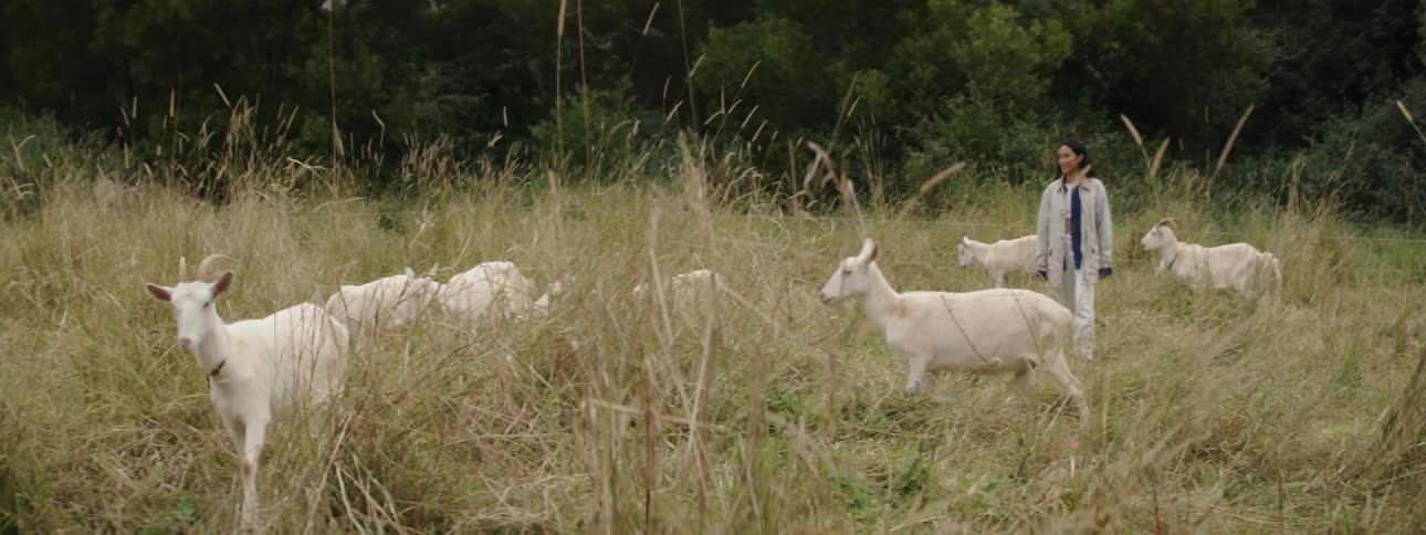 A woman walks in a field with white goats