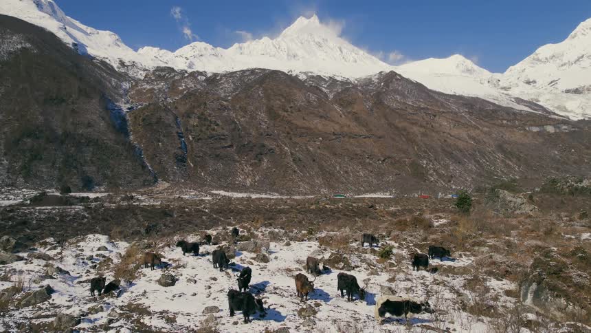 Cows are grazing by the mountain