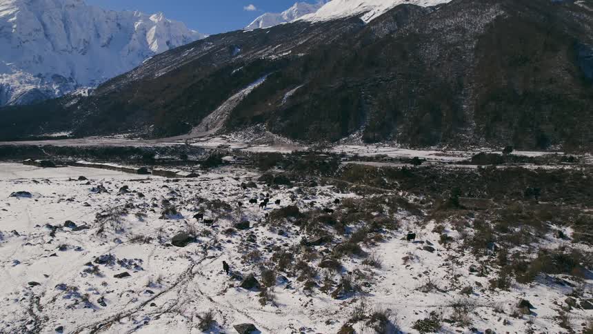 Livestock on a snowy ground near a large mountain range