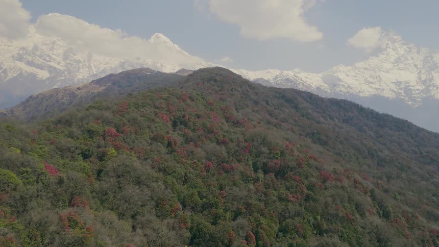 The sun shines upon forested mountains with trees in fall colors with snow covered mountains in the distance