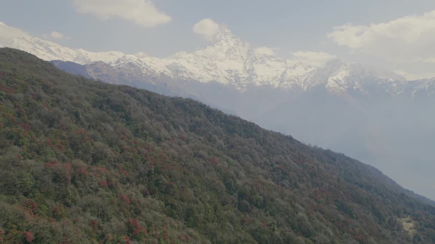 Aerial view of mountain forest and distant snowy mountain range