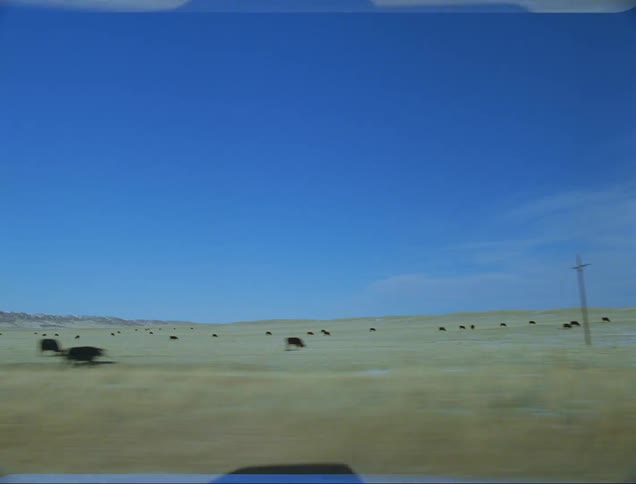 A car drives by cattle grazing in a rural yellow field in the daytime
