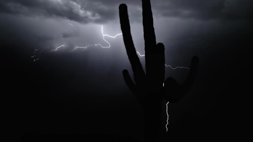 In the middle of the night a lightning strike briefly illuminates the surroundings revealing a cactus plant and trees in the background that were previously hidden by the darkness