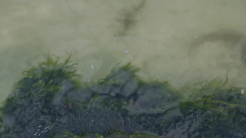 Seaweed sways on the seas surface as the water moves