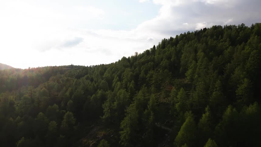 Aerial view of evergreen forest at sunset