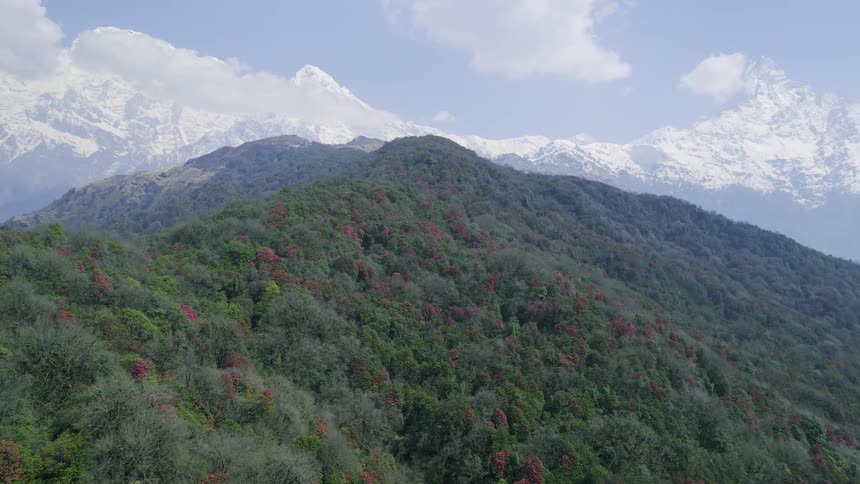 Aerial view of forest on mountain slope and distant snowy mountain range