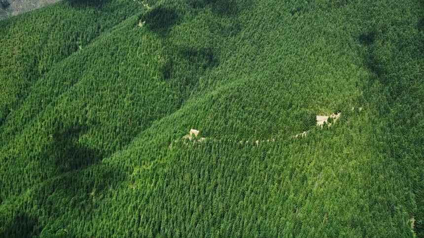 Aerial footage reveals an evergreen forest on a mountain peak in Thurston County Washington showcasing clear-cut areas and the beauty of nature during summer