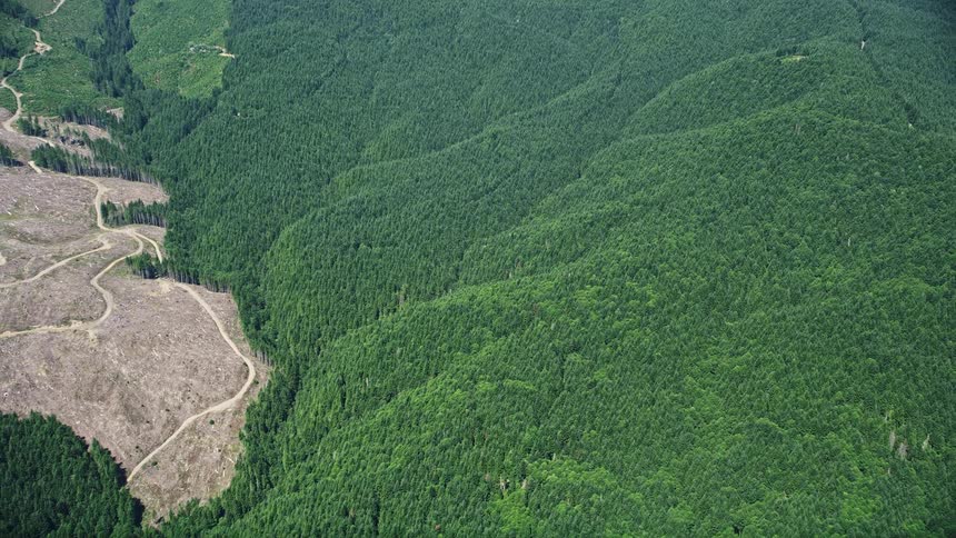 Reverse aerial view of evergreen forests in Thurston County Washington showcasing a clear cut area during summer