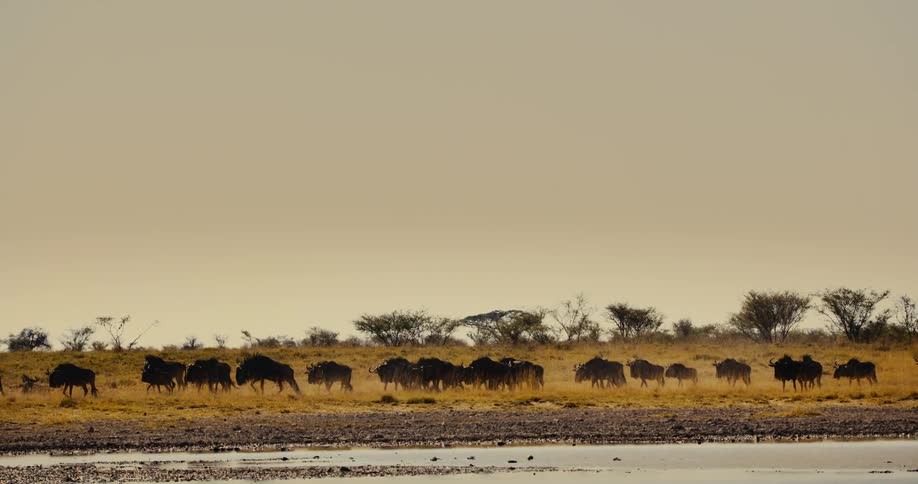 A herd of wildebeest cross the field