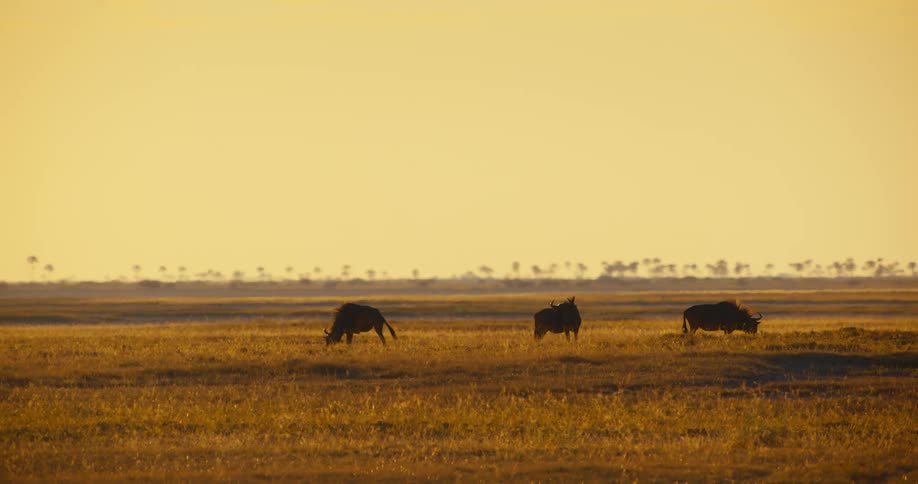 Herd grazes in field as air shimmers under a red tinted sky