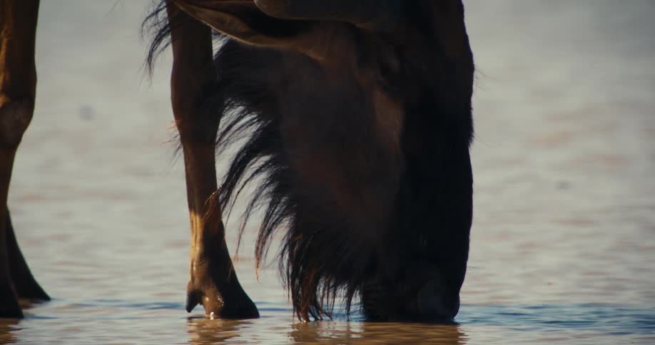 Wildebeest is drinking from the pond