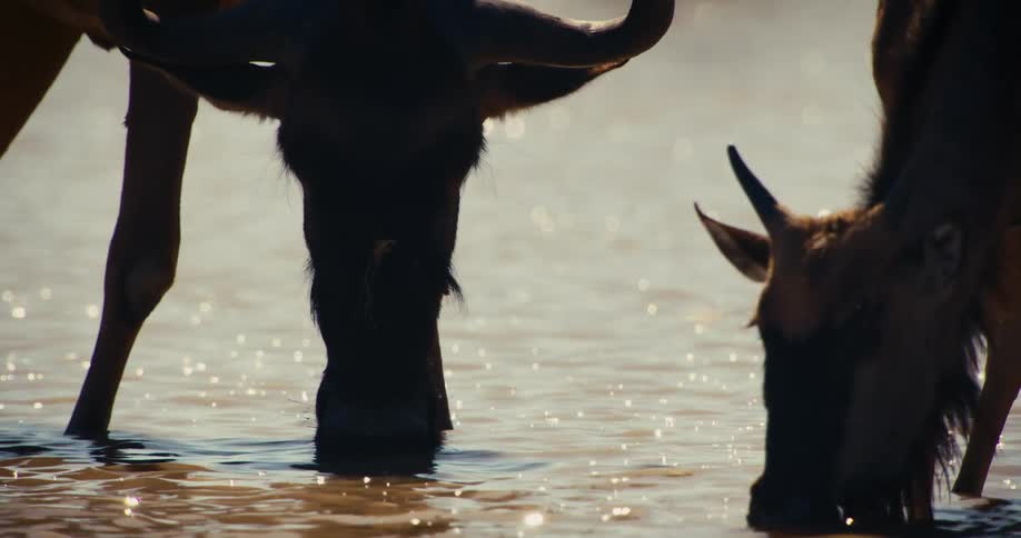 Wildebeest drinking water in the river