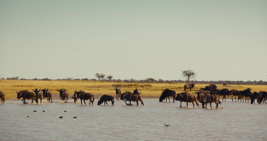 A herd of wildebeest walking through a shallow river on a prairie land in the middle of the day