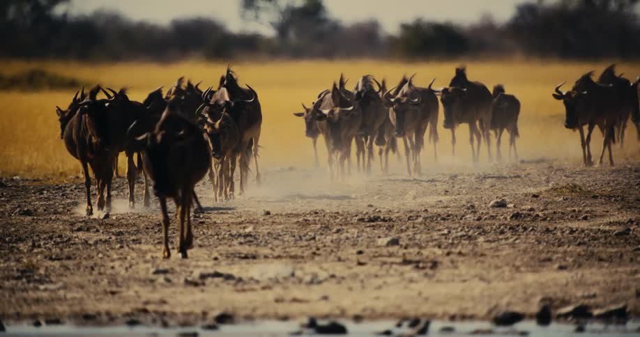 Wildebeest moving in the same direction towards a river