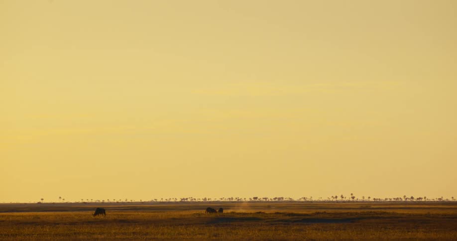 Three wildebeest grazing on a large grass field