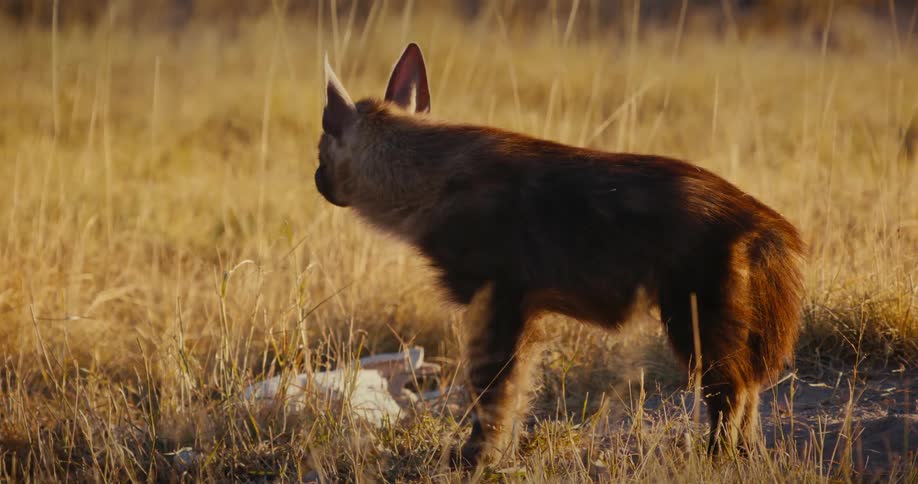 Hyena in the jungle watching