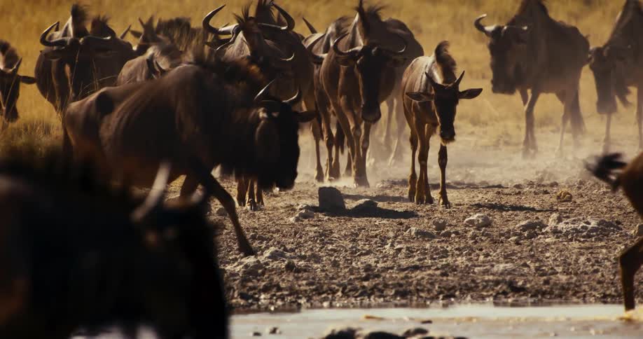 Wildebeest herd walking through the jungle