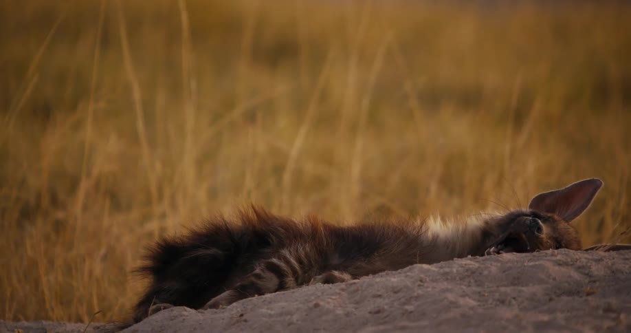 A brown hyena laying on a dirt mound with dry grass reeds grown up behind it