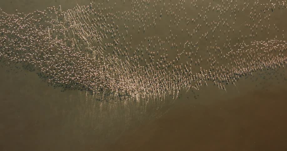 Large flock of flamingos leaves afterimage while moving across surface
