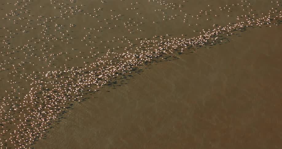 An aerial of a flock of flamingos flying over water on the beach