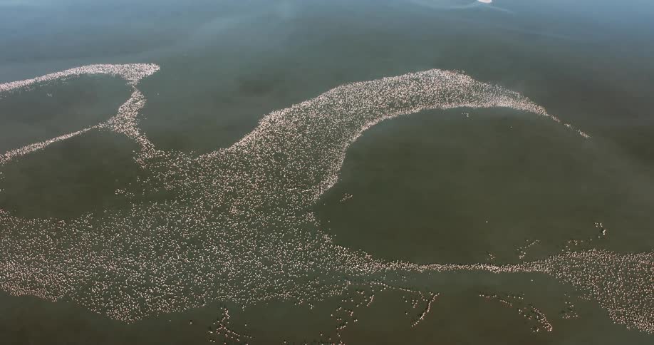 Horde of flamingos flying over the sea