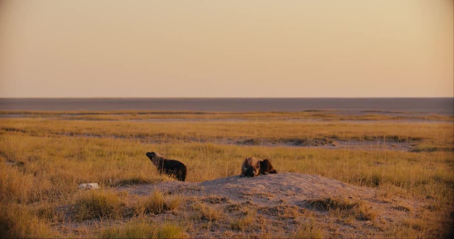 Two brown hyenas on a grassland
