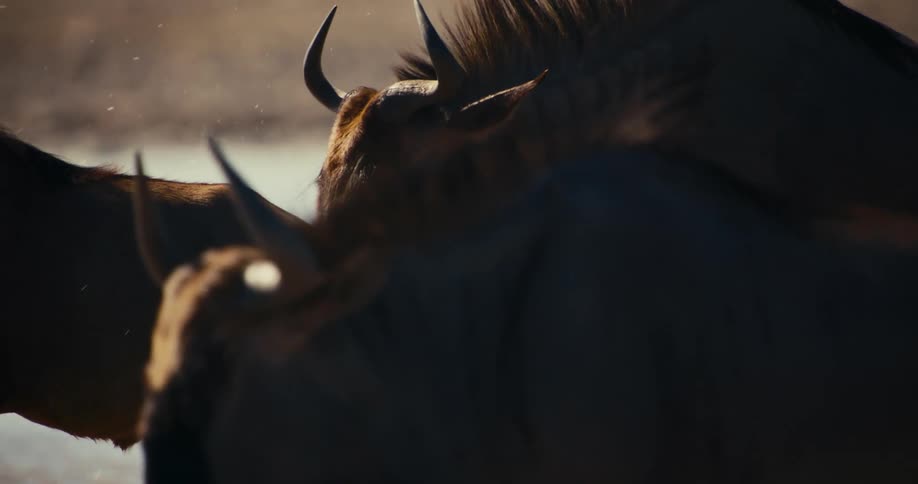 Close up of a herd of wildebeest walking through a shallow river horns on their heads as water splashes up