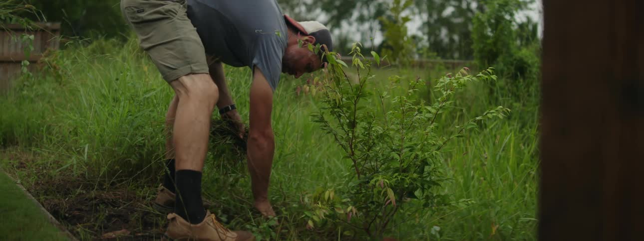 A man bent over pulling weeds out of the ground near a bush growing from the ground