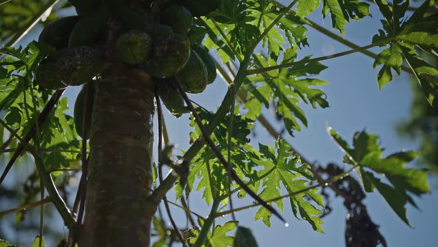 Papaya tree drops of water falling