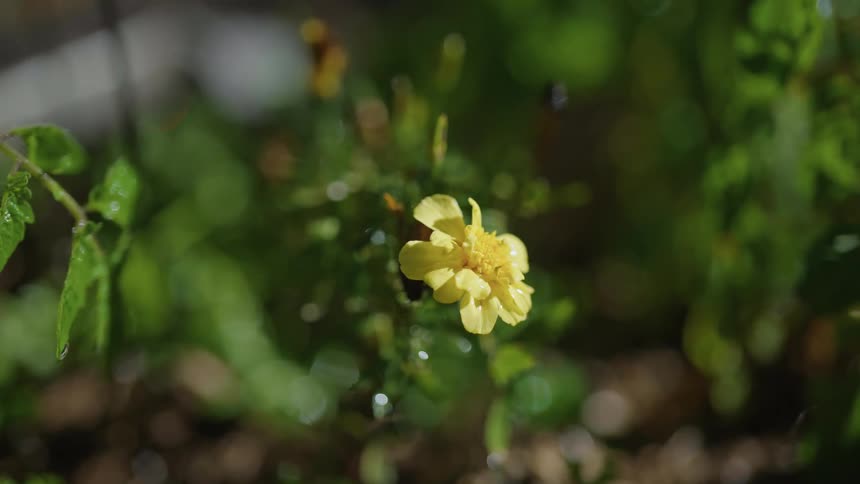 Drops of water falling from the yellow flower in slow motion