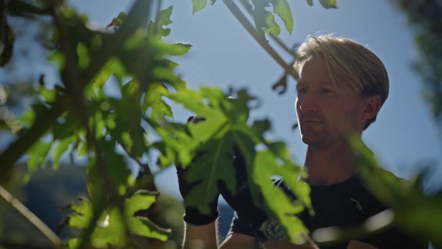 A man smiles as he harvest a pawpaw fruit from its tree