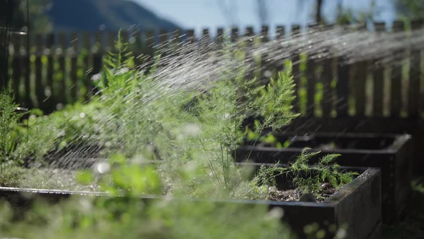 Plants being watered with water