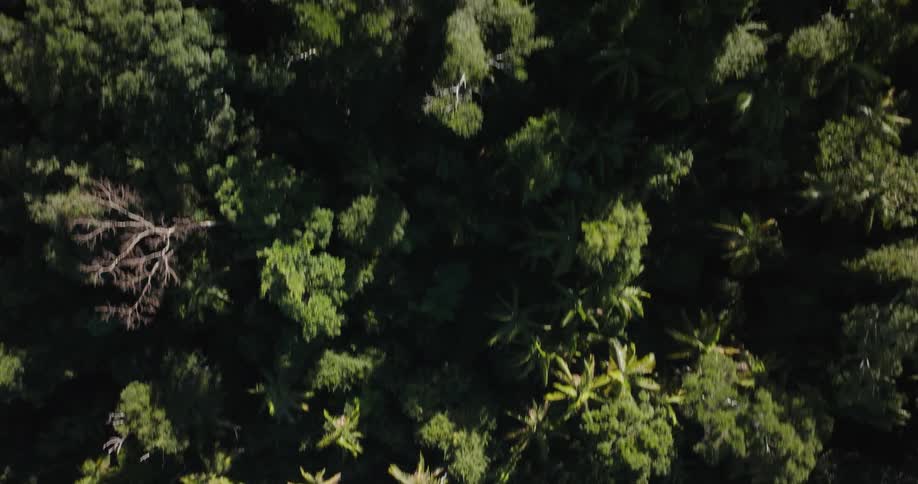 An aerial view of a dense green forest of trees