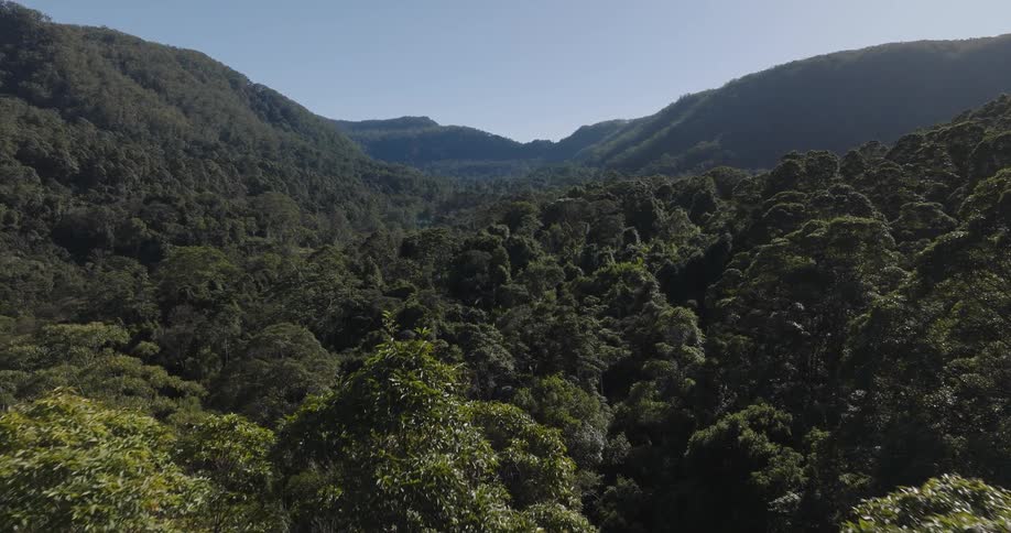 Aerial view of the forest on a sunny day