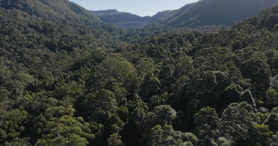 Aerial of forest area