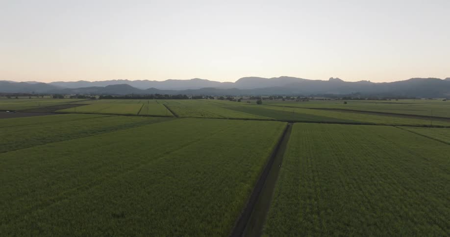 Vast agricultural plantation and mountains in the background