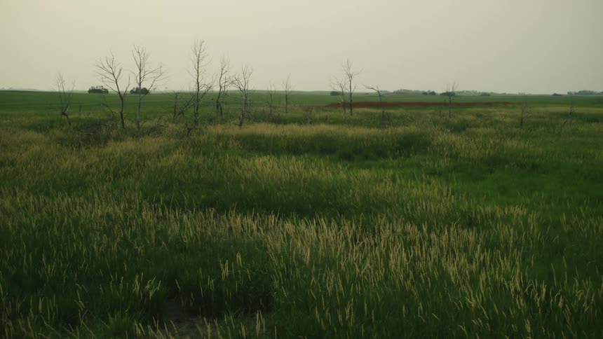 Vast pasture rich in vegetation