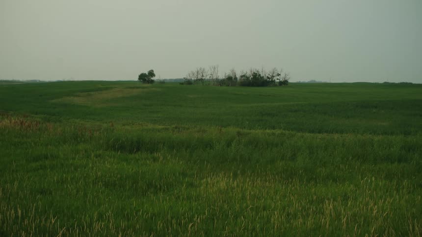Green grass on the prairie at morning