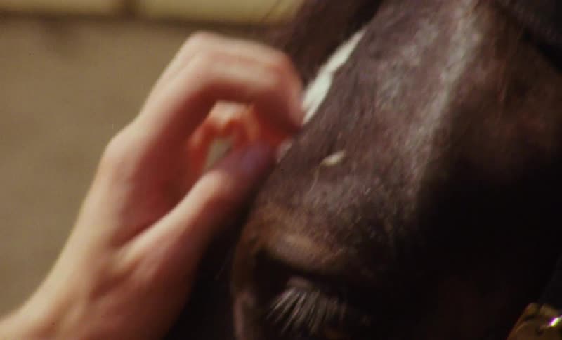 Close up of a persons hand petting a horse on the face stroking it up and down on a bright sunny day