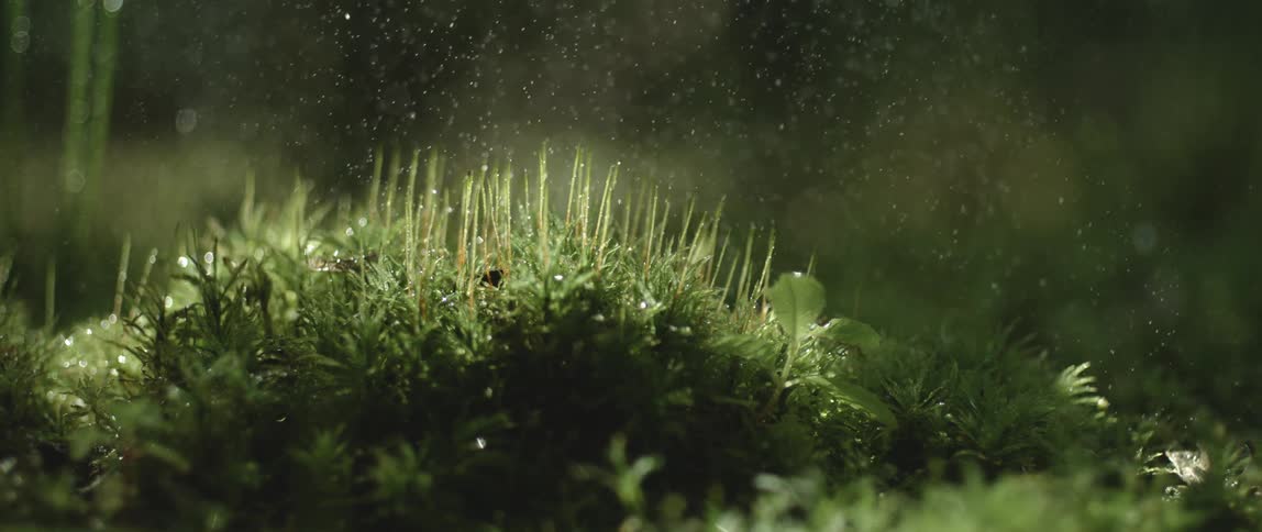 Beautiful morning dew spray over green moss