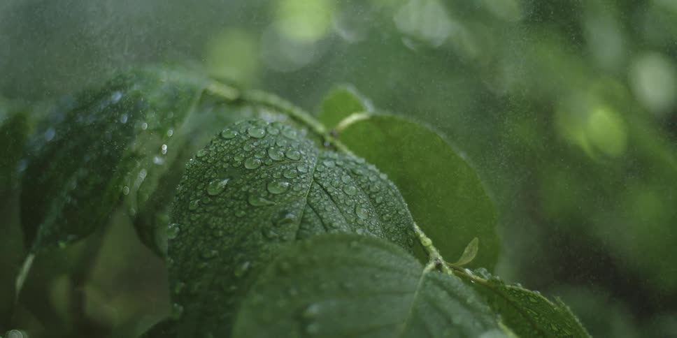 Mist sprinkles down onto the surface of a leafy green plant