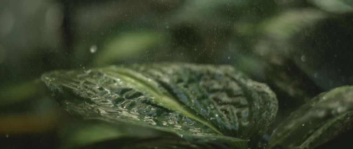 A plant leaf receives impacts from falling raindrops that land on it
