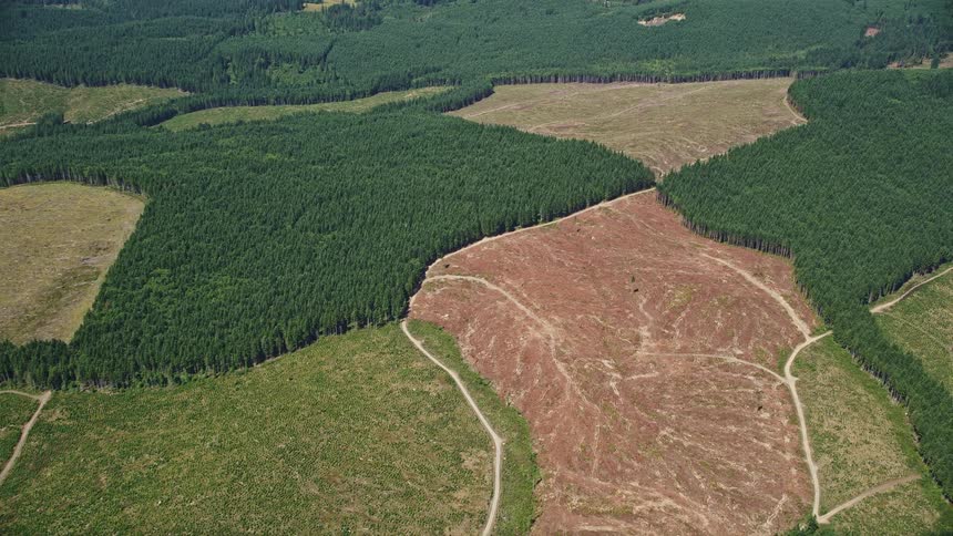 Aerial footage shows the reverse view of evergreen forests and clear cut logging areas in Lewis County Washington with a flat area and dirt roads
