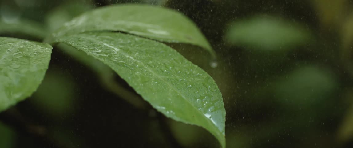 Water droplets spraying and collecting on a green leaf of a plant in the middle of the day