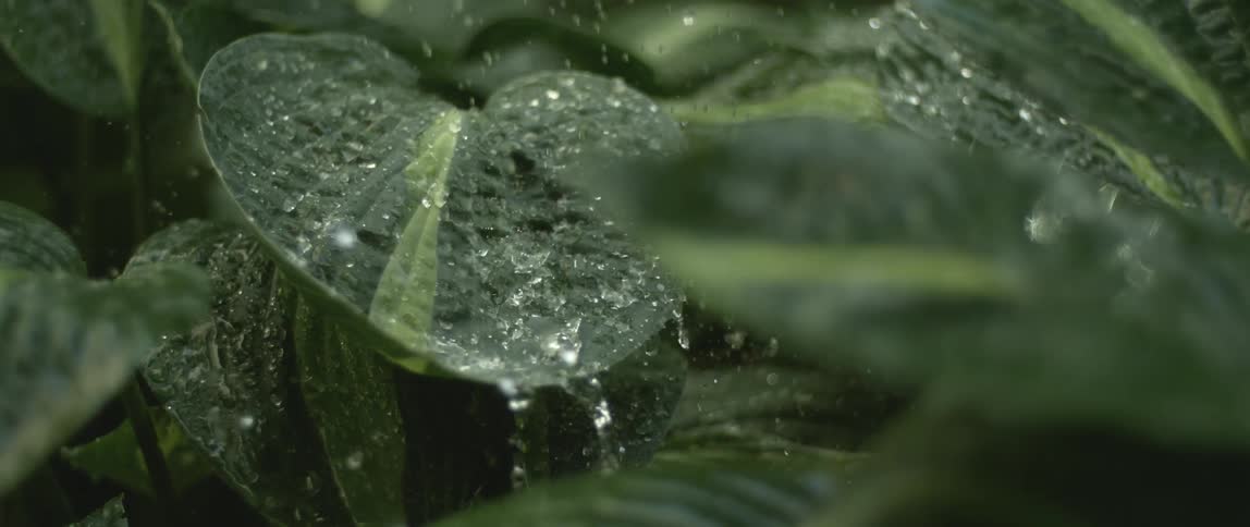 Raindrops fall over a large green leaf