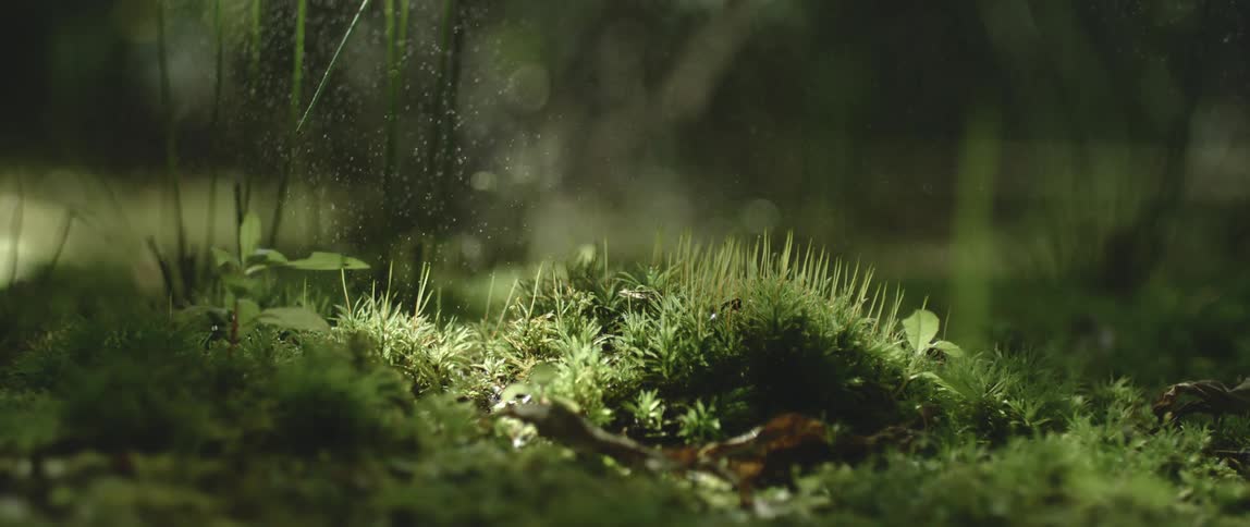 Water particles falling down onto the mossy ground as sunlight shines from behind it