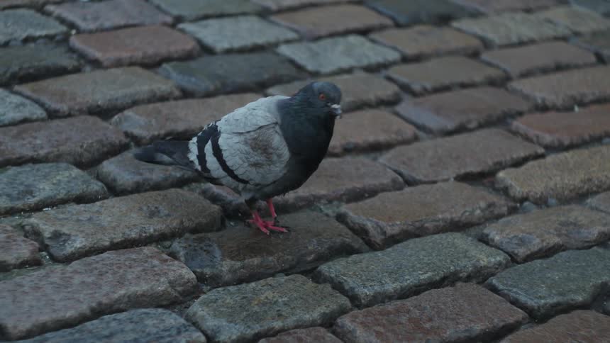 A bird walking on the cobblestone floor