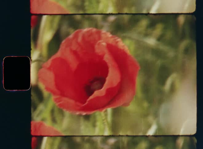 Dynamic Super-8 macro closeup of red poppy flower amid green vegetation plants and grass during day time as the petals slightly move in the mild breeze or wind during pollination with film grain