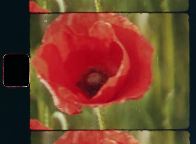 Tilting Super 8mm shot with vertical upward camera movement of an orange or red poppy plant with several closed buds and an open flower with colorful petals in the middle of the bush field representing the beauty of Mother Nature